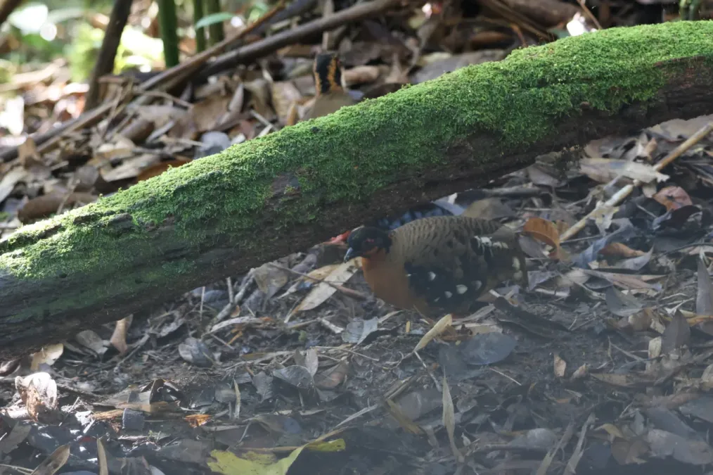 File:Arborophila hyperythra 266833343.jpg