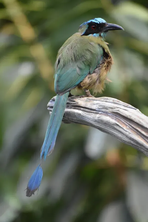 File:Momotus coeruliceps DSC 0478.jpg