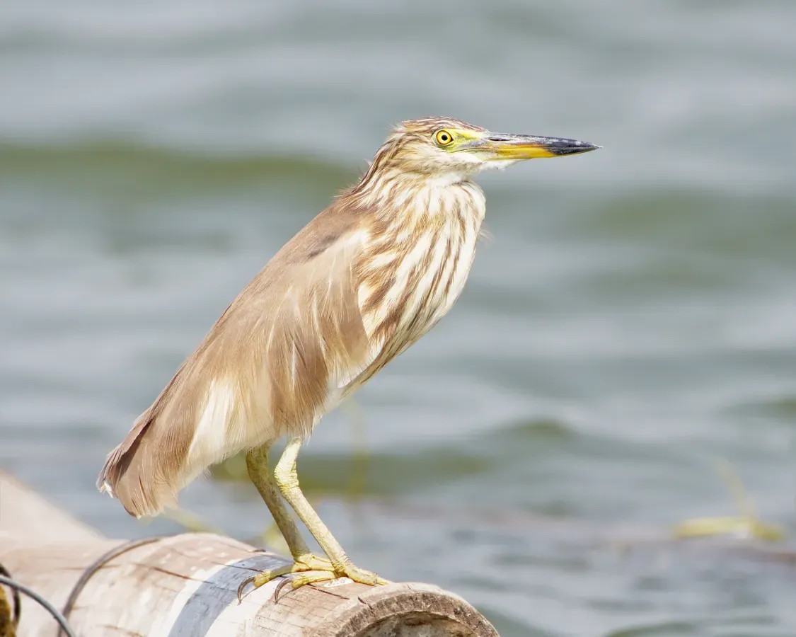 File:Ardeola bacchus winter plumage - Laem Phak Bia.jpg