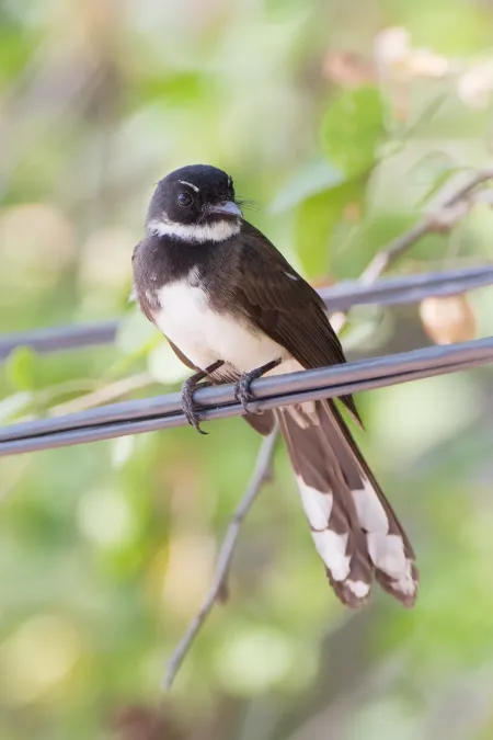 File:Rhipidura javanica - Laem Phak Bia.jpg