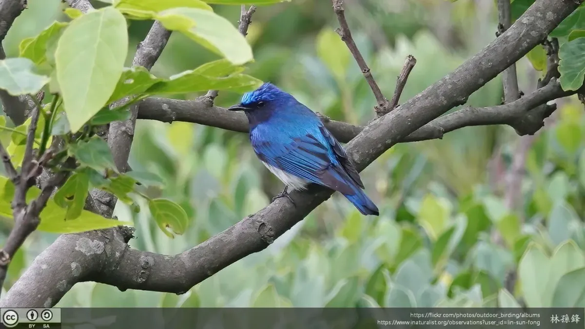 File:Cyanoptila cyanomelana 238848017.jpg