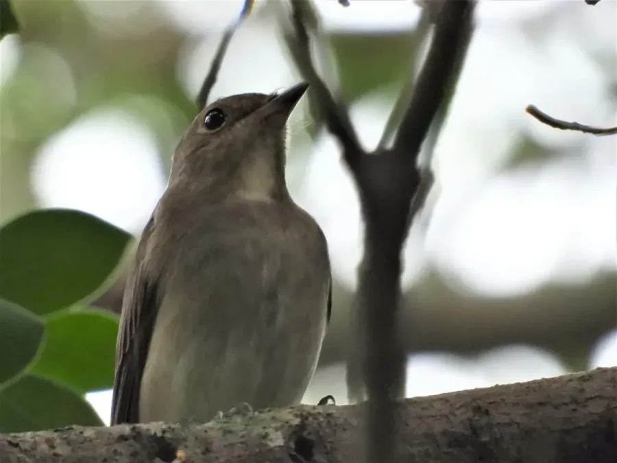 File:Cyanoptila cyanomelana 233719874.jpg