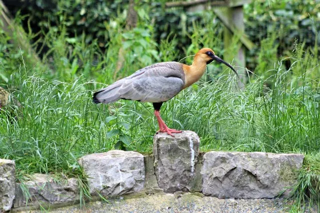 File:Black faced ibis (Theristicus melanopis) - geograph.org.uk - 5013407.jpg