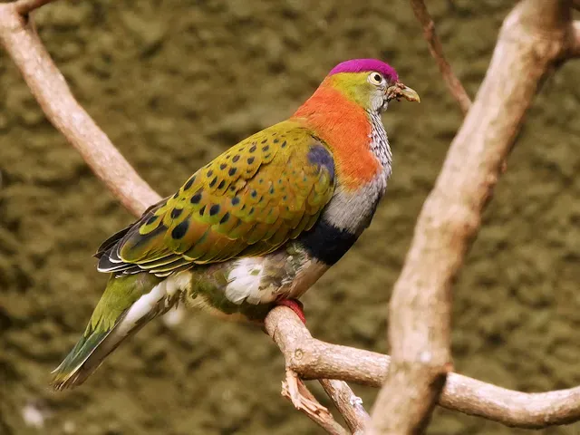 File:Superb Fruit Dove (Ptilinopus superbus) - geograph.org.uk - 5022107.jpg