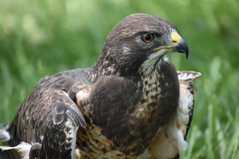 File:Buteo swainsoni DSC 0271.jpg