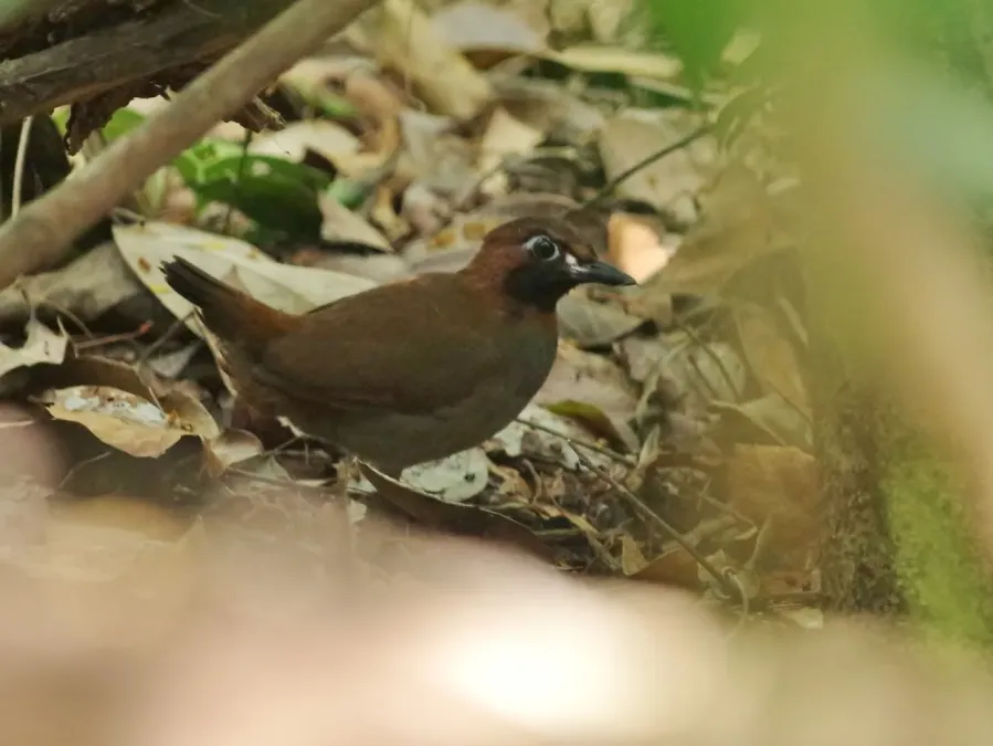 File:Formicarius moniliger Mayan Anttrush; Quintana Roo, Mexico.jpg