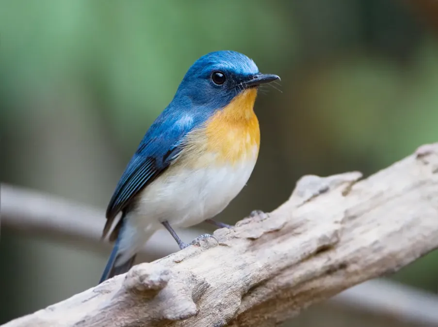 File:Cyornis sumatrensis, male - Kaeng Krachan, Thailand 2.jpg