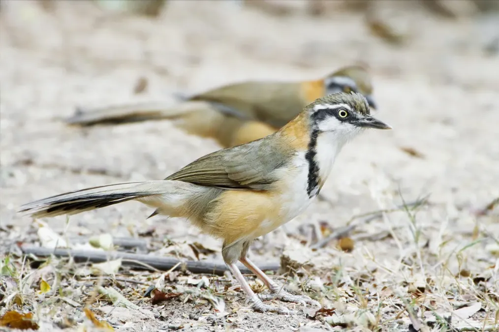 File:Garrulax monileger - Kaeng Krachan.jpg
