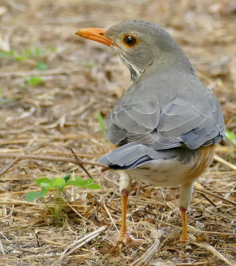 File:Kurrichane Thrush (Turdus libonyana) (53014702273).jpg
