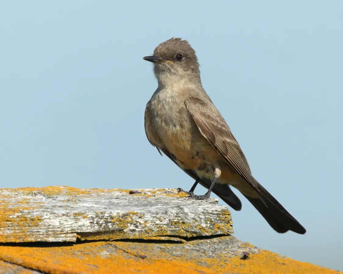 File:Sayornis saya GNP 01.jpg