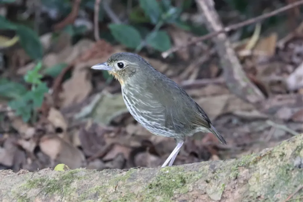 File:Grallaria bangsi 182606555.jpg