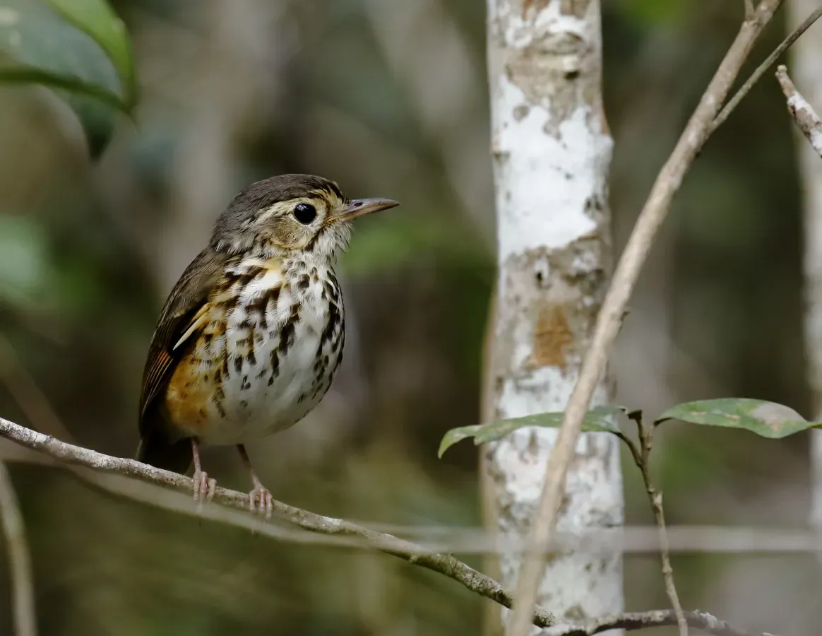 File:Hylopezus ochroleucus White-browed Antpitta; Poções, Bahia, Brazil 02.jpg