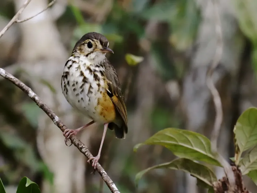 File:Hylopezus ochroleucus White-browed Antpitta; Poções, Bahia, Brazil 01.jpg