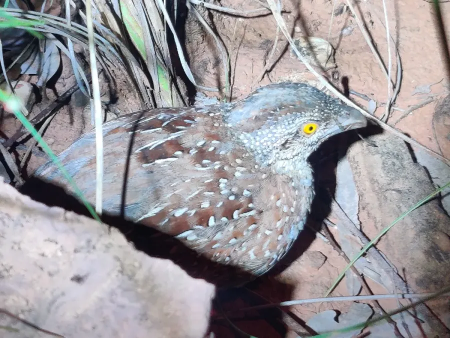 File:Turnix castanotus 175564394.jpg