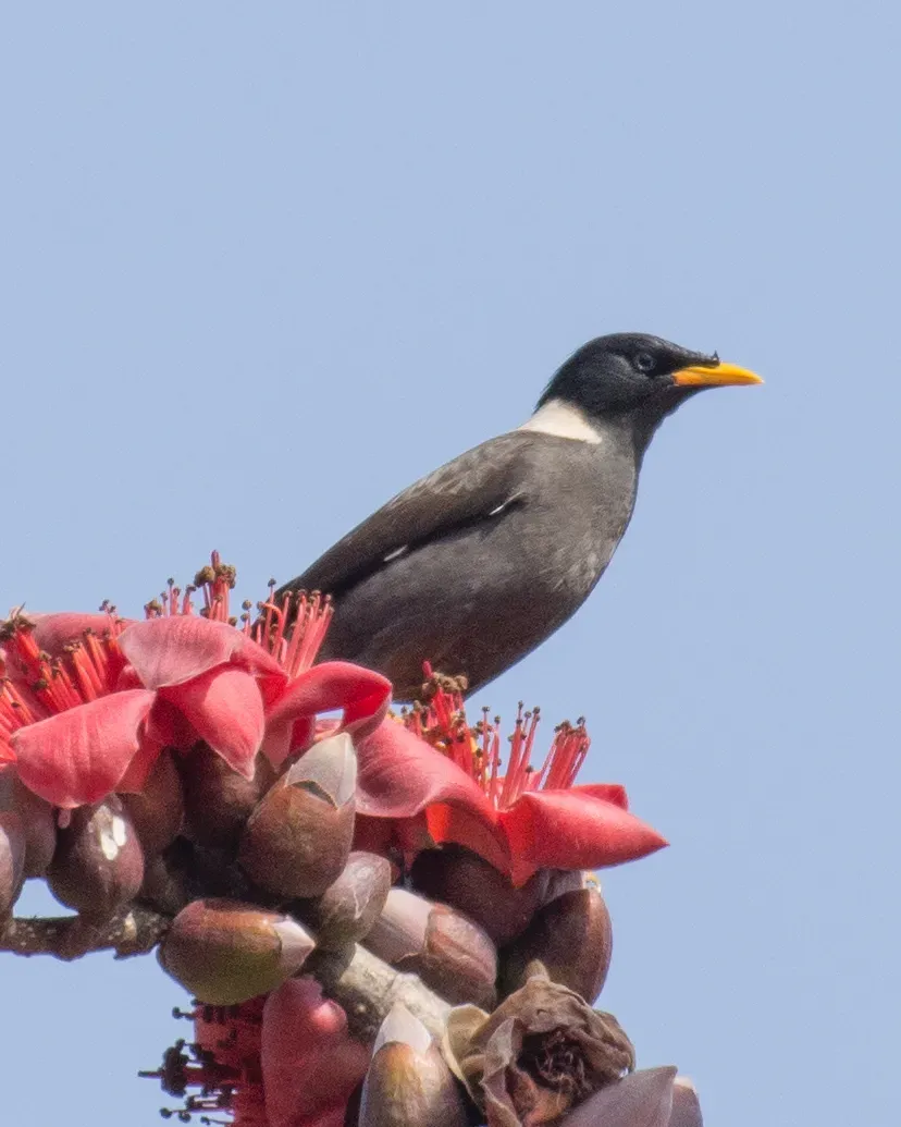 File:Acridotheres albocinctus 63646462.jpg