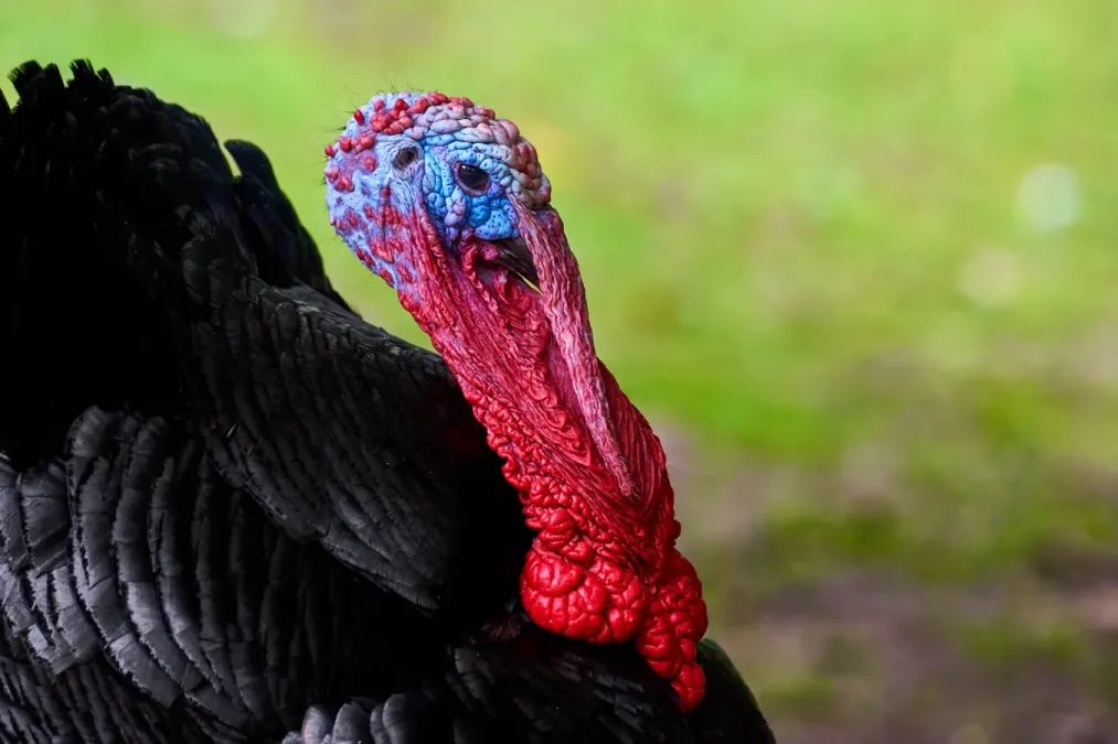 File:Meleagris gallopavo domesticus, Neuss (DE) -- 2022 -- 0240.jpg