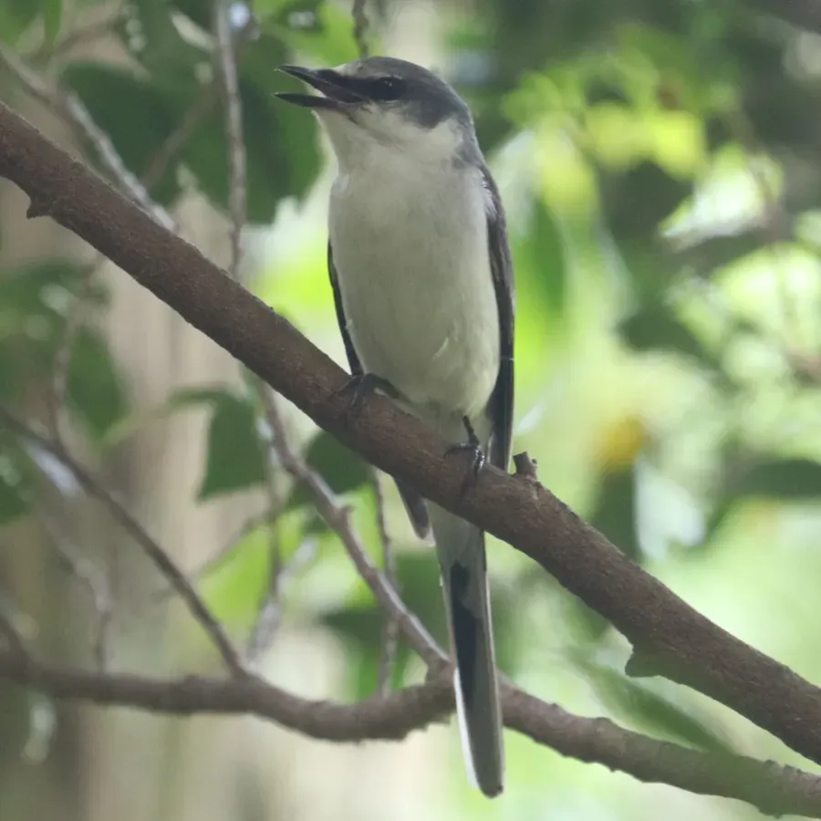 File:Pericrocotus divaricatus singing.jpg