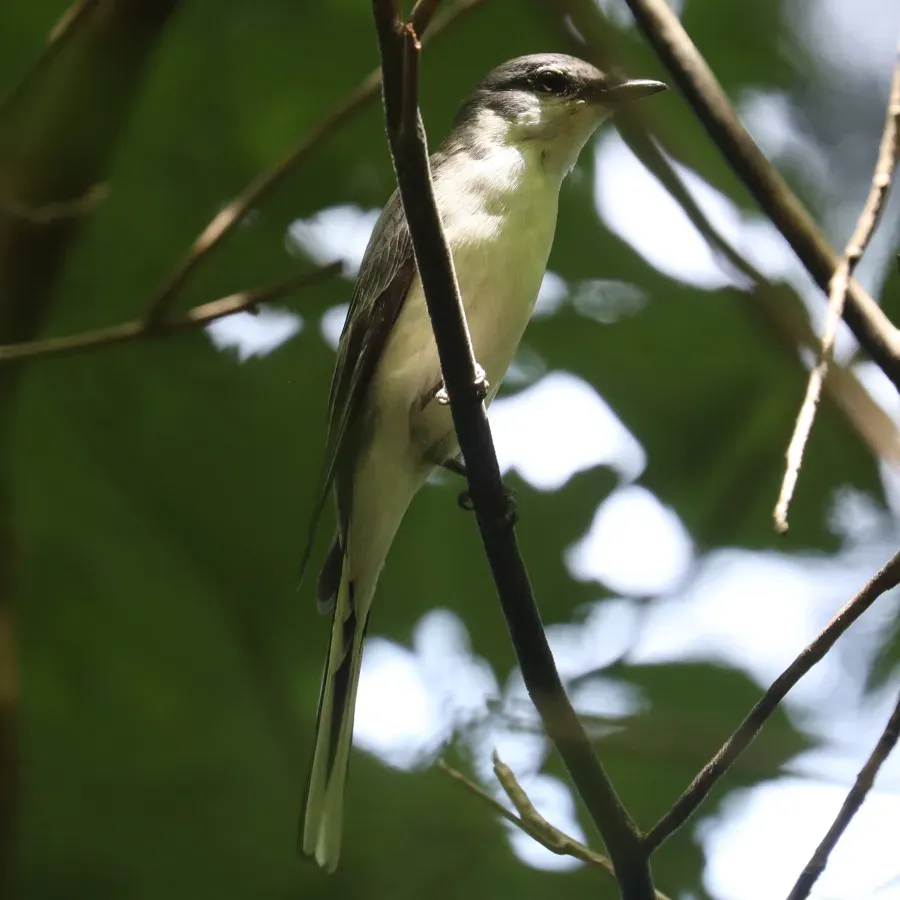 File:Pericrocotus divaricatus on tree.jpg