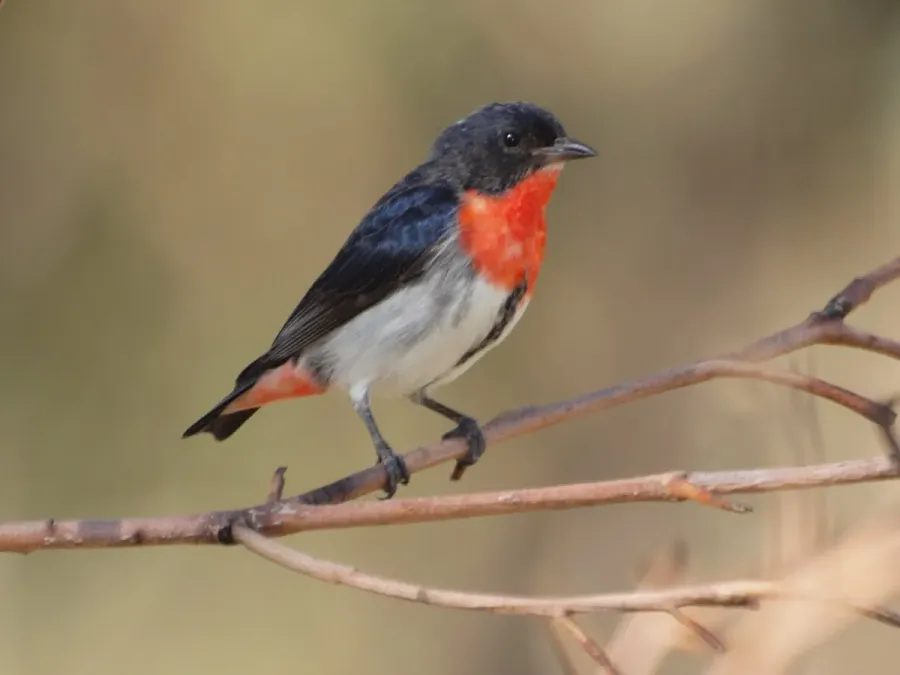 File:Dicaeum hirundinaceum -near Lake Ginninderra, Canberra, Australia -male-8 (1).jpg