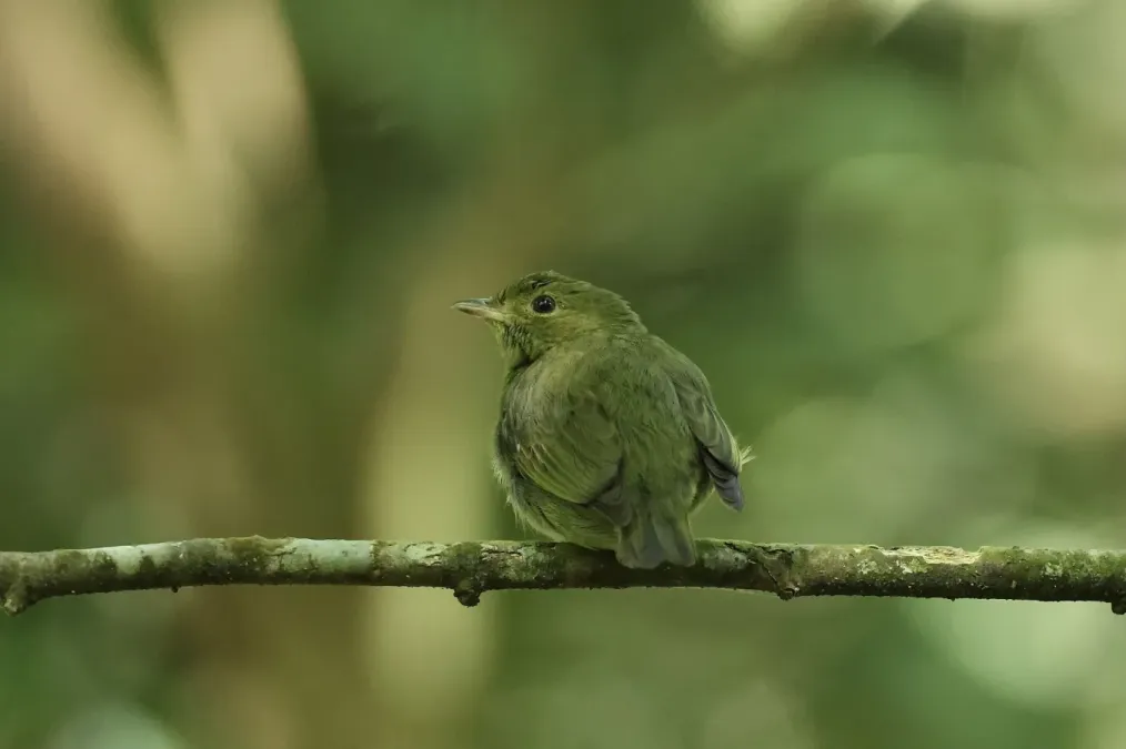 File:Ceratopipra mentalis 267314733.jpg