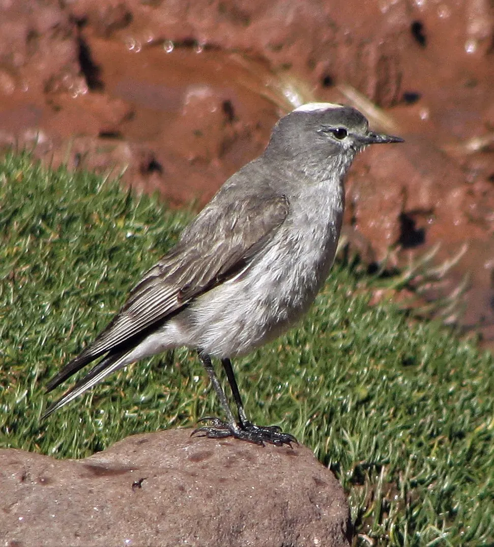 File:Muscisaxicola flavinucha 203342090.jpg