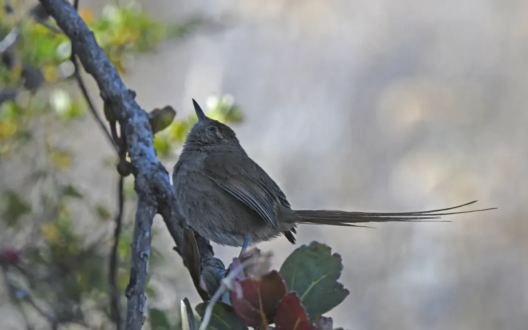 File:Asthenes perijana 265430261.jpg