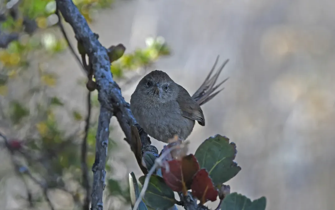 File:Asthenes perijana 265430262.jpg