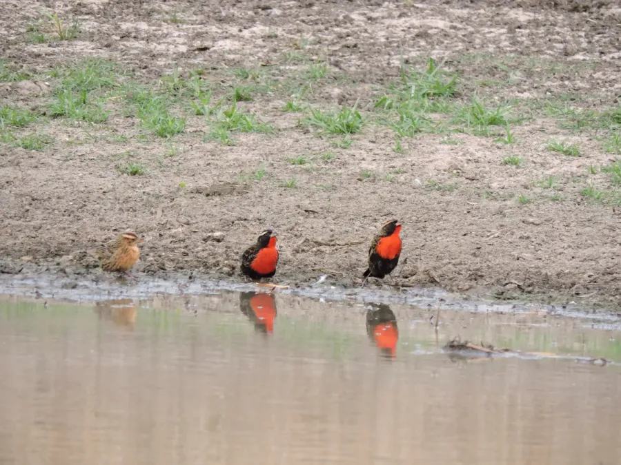 File:Leistes superciliaris - Laguna del Palmar, Bolivia.jpg