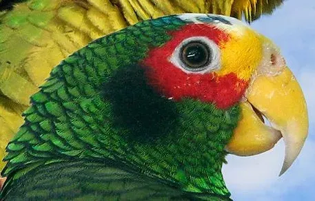 File:Amazona xantholora From The Crossley ID Guide Eastern Birds.jpg