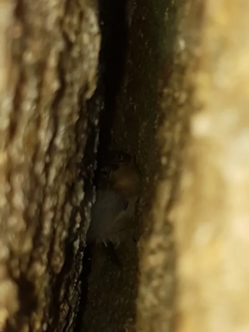 File:Atrichornis clamosus 105946972.jpg