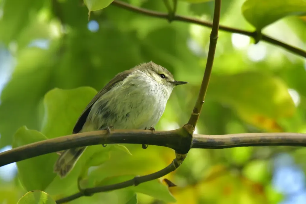 File:Gerygone albofrontata 238791687.jpg