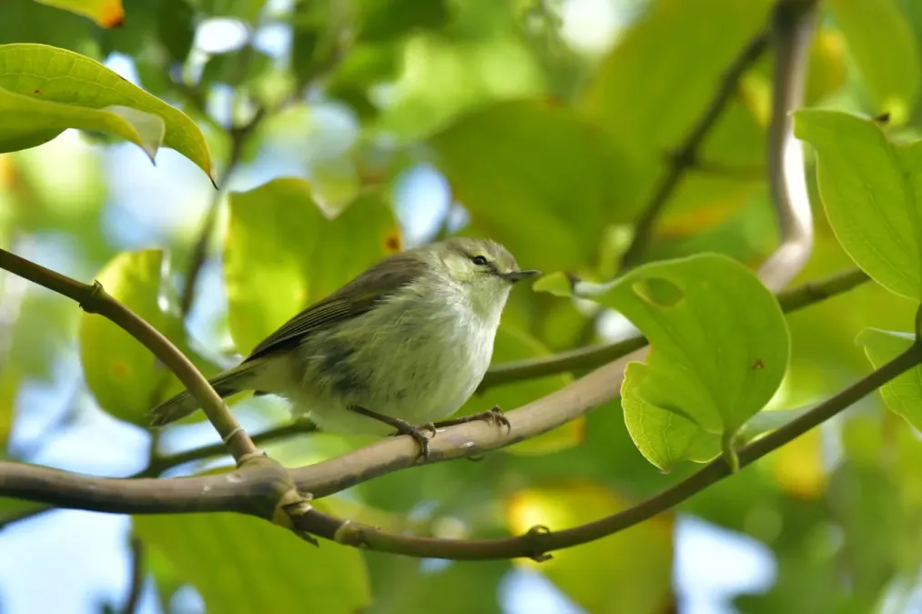 File:Gerygone albofrontata 238791691.jpg