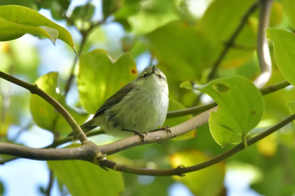File:Gerygone albofrontata 238791708.jpg
