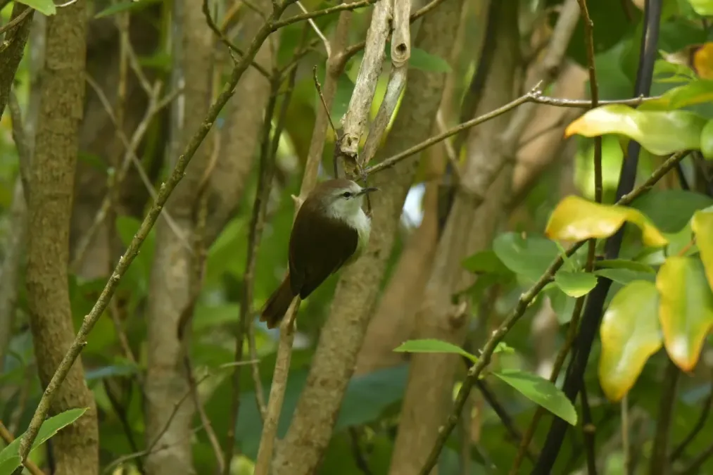 File:Gerygone albofrontata 238791669.jpg