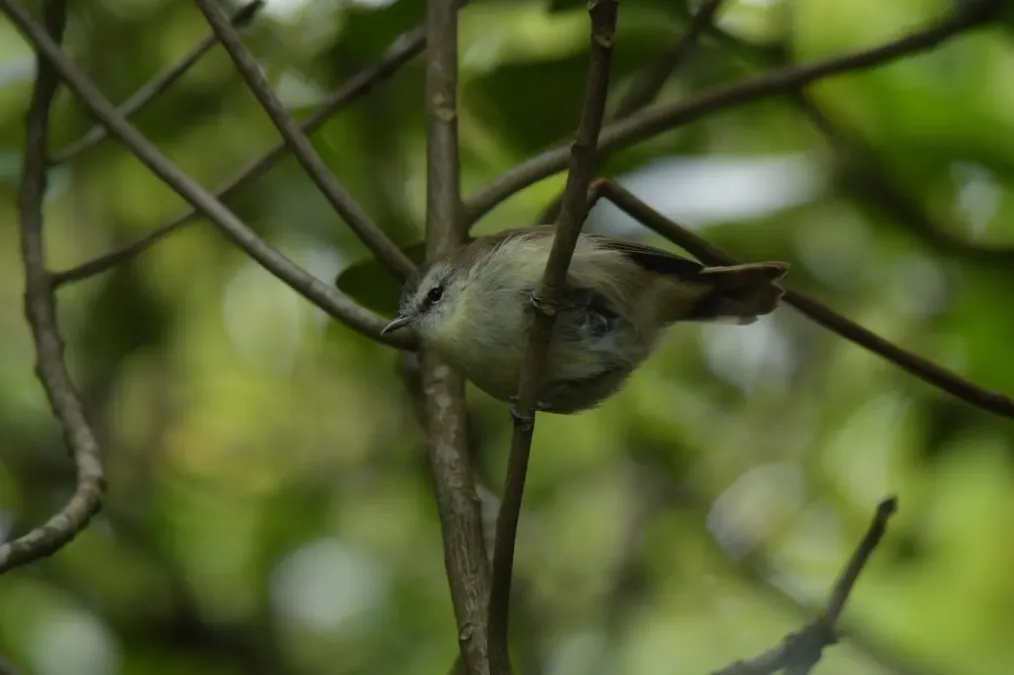 File:Gerygone albofrontata 122327034.jpg
