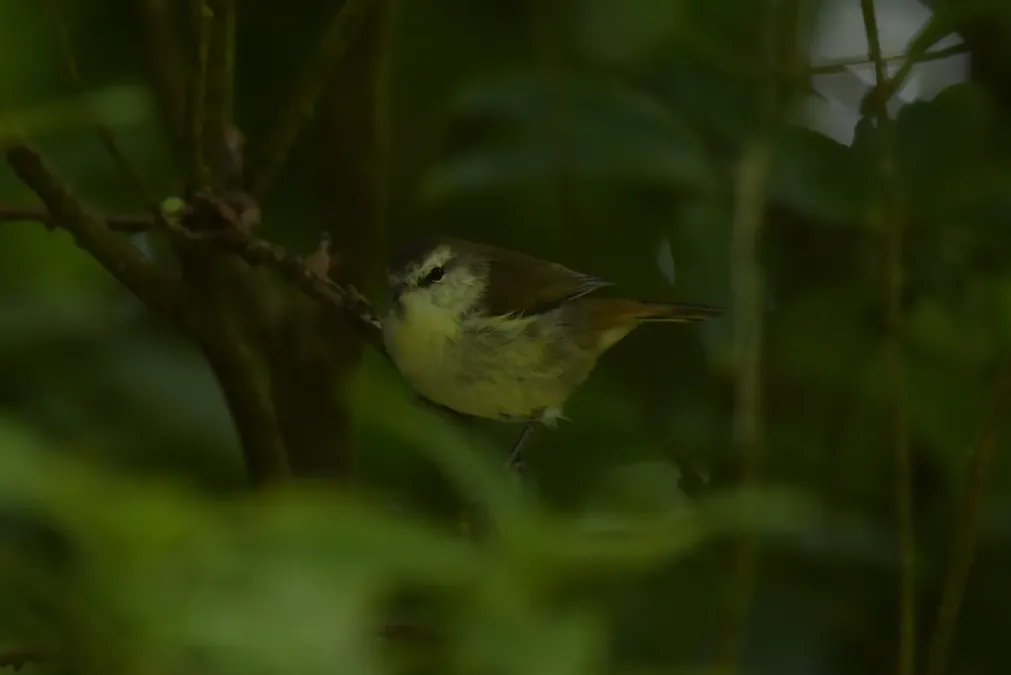 File:Gerygone albofrontata 122326958.jpg