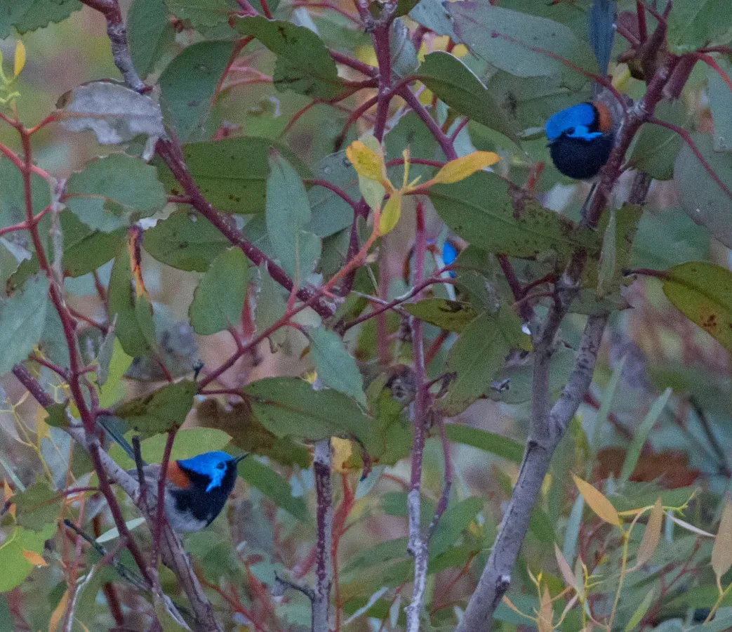 File:Malurus pulcherrimus 24801302.jpg
