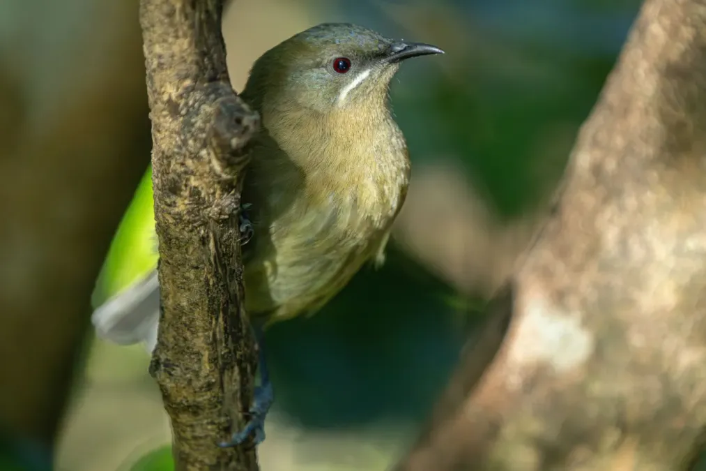 File:Anthornis melanura melanura 287804513.jpg