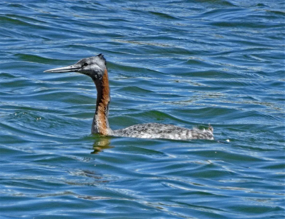 File:Great Grebe Podiceps major, Cushamen, Chubut, Argentina 1.jpg