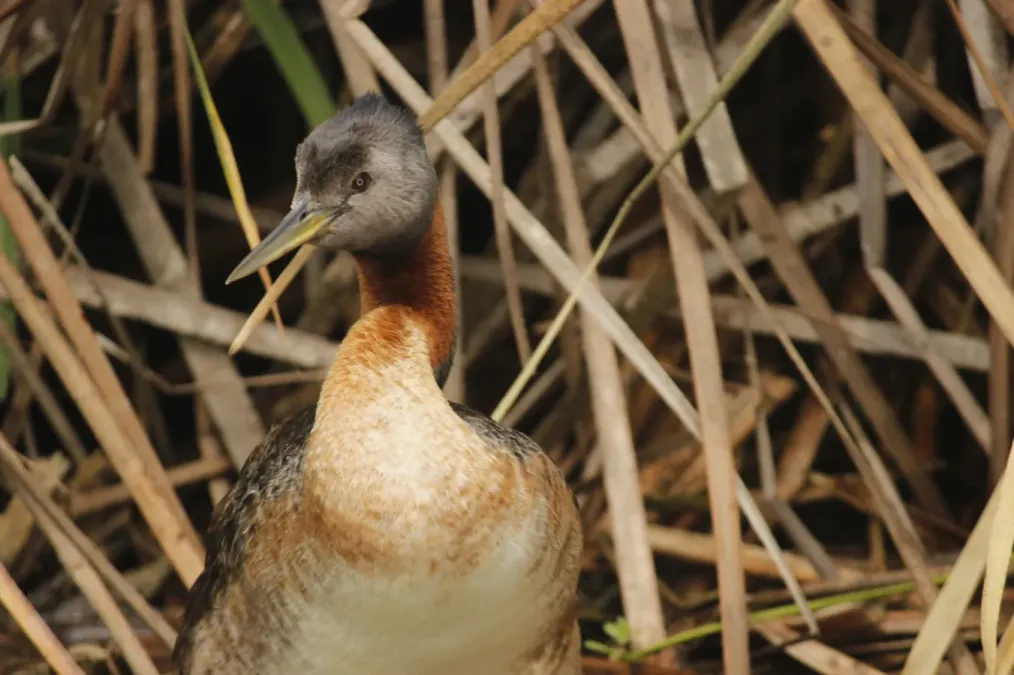 File:Great Grebe Podiceps major, Pantanos de Villa, Chorrillos, Peru 2.jpg