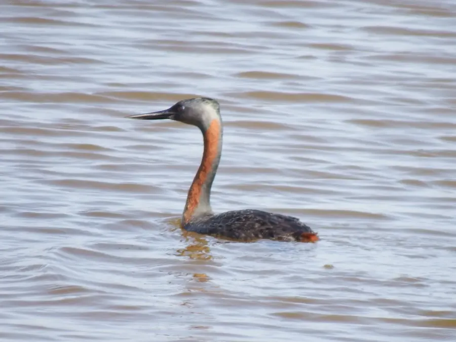 File:Great Grebe Podiceps major, Islay, Arequipa, Peru 1.jpg