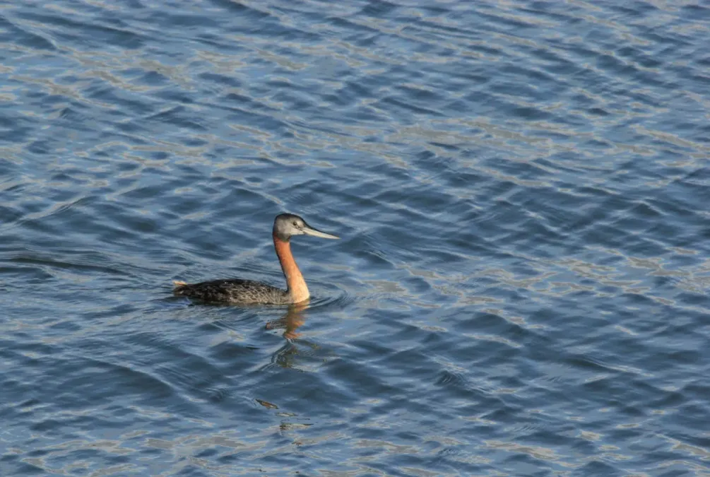 File:Great Grebe Podiceps major, La Paloma, Rocha Department, Uruguay 1.jpg