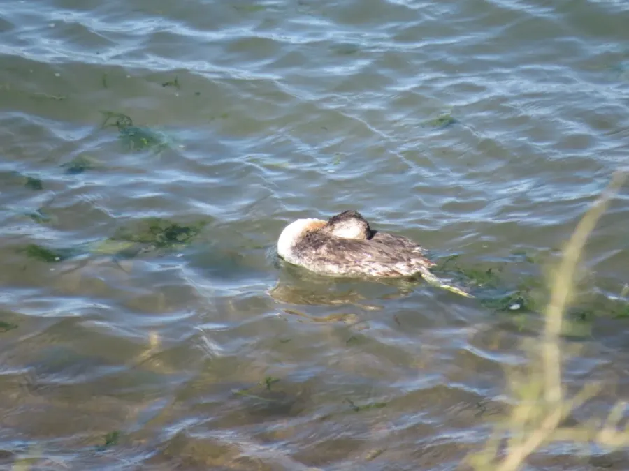 File:Great Grebe Podiceps major, Biedma, Chubut, Argentina 1.jpg