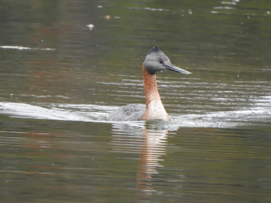 File:Great Grebe Podiceps major, Buenos Aires, Argentina 1.jpg