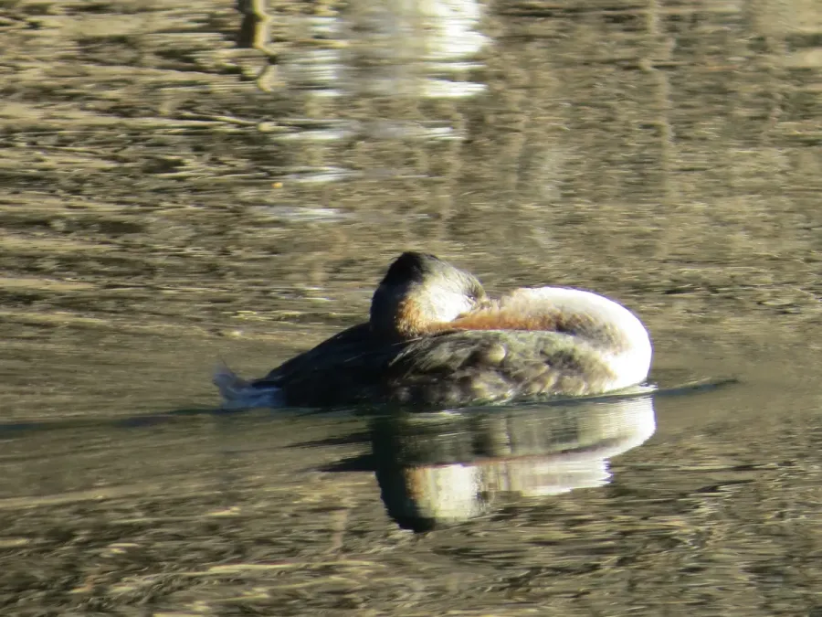 File:Great Grebe Podiceps major, Buenos Aires, Argentina 2.jpg