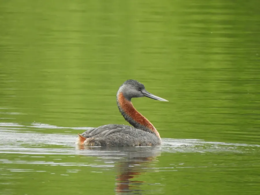 File:Great Grebe Podiceps major, Buenos Aires, Argentina 3.jpg