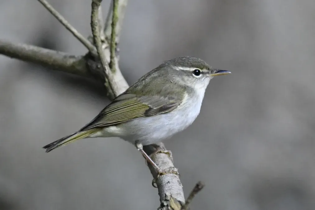 File:Phylloscopus ijimae 200753349.jpg