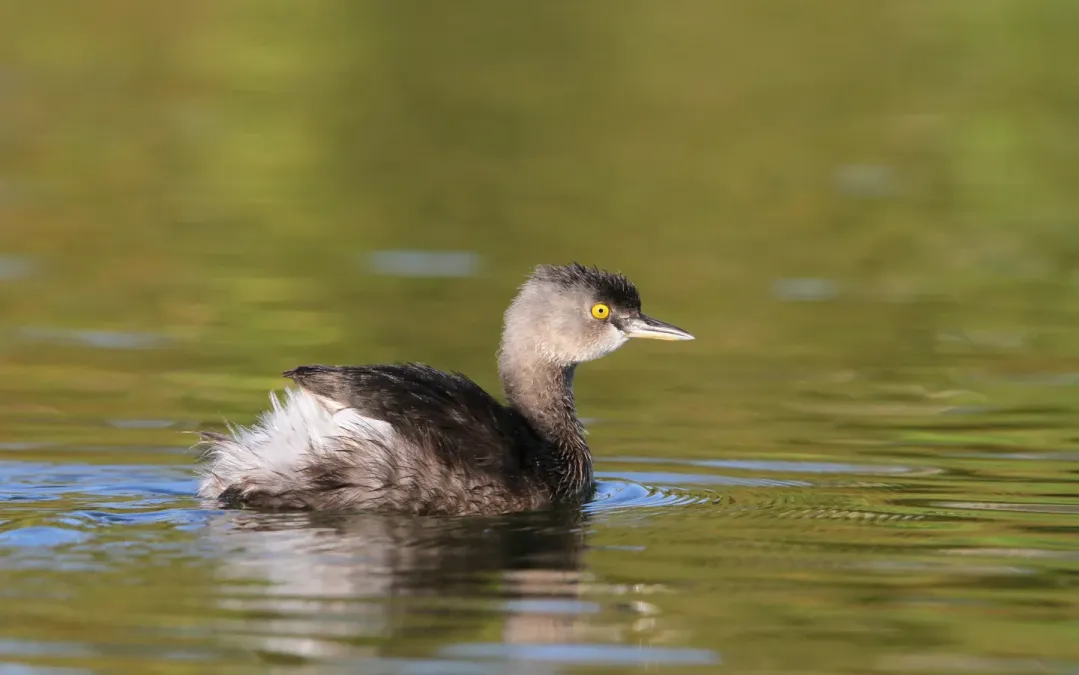 File:Least Grebe Tachybaptus dominicus dominicus, Treasure Cay, Bahamas 1.jpg