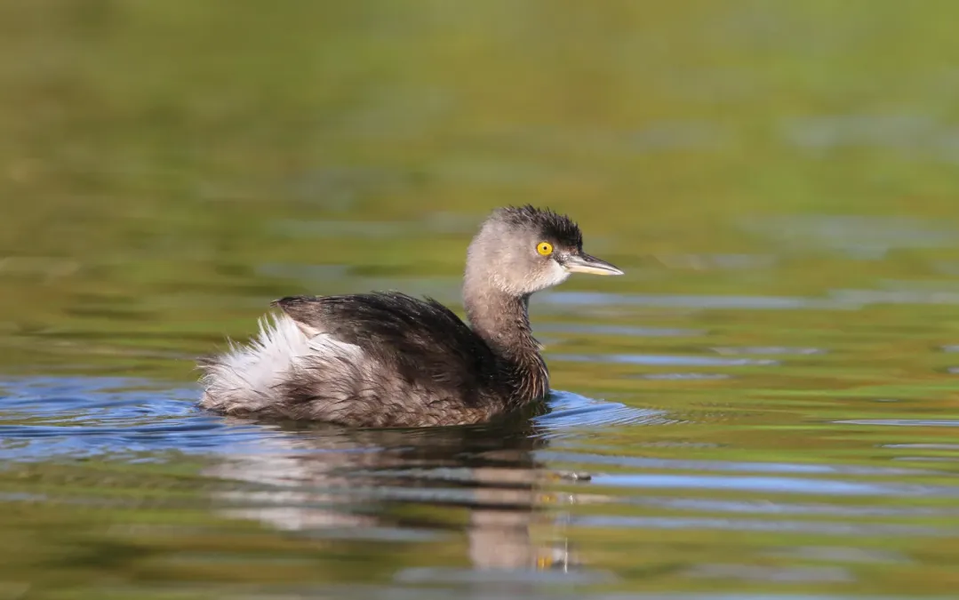 File:Least Grebe Tachybaptus dominicus dominicus, Treasure Cay, Bahamas 2.jpg