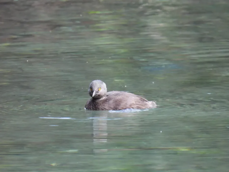 File:Least Grebe Tachybaptus dominicus dominicus, Santo Domingo, Dominican Republic 1.jpg